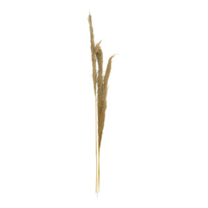 Deco pampas leaf Beroun Inart set of 3 pieces in natural color H140cm